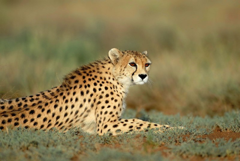 Мальтийский гепард