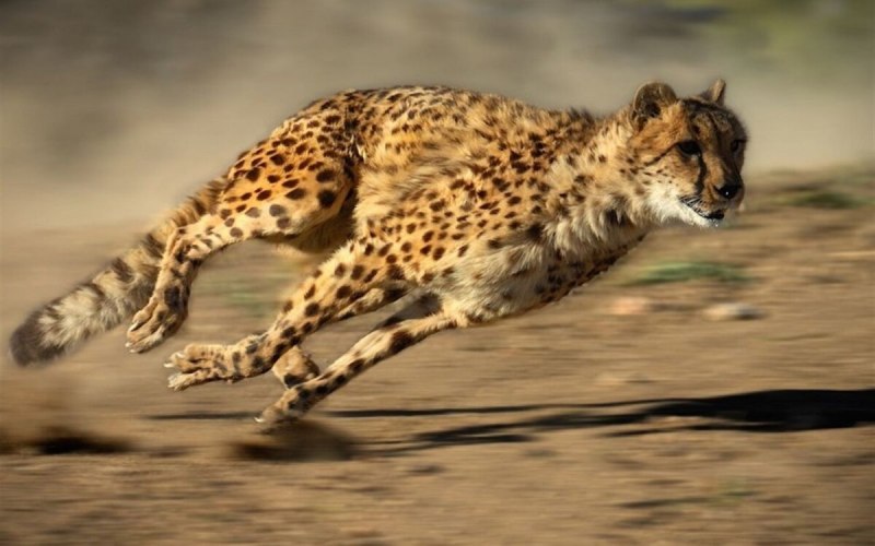 Скорость гепарда км/ч