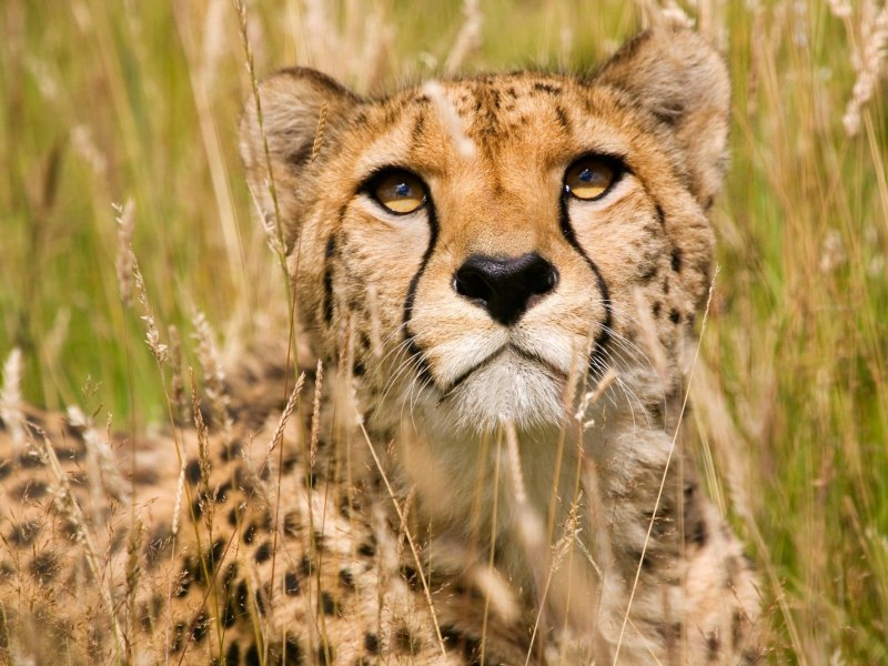 Хищные животные гепард