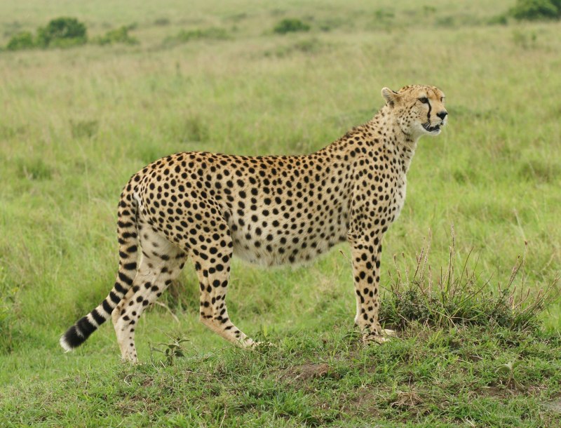 Северо Западный Африканский гепард