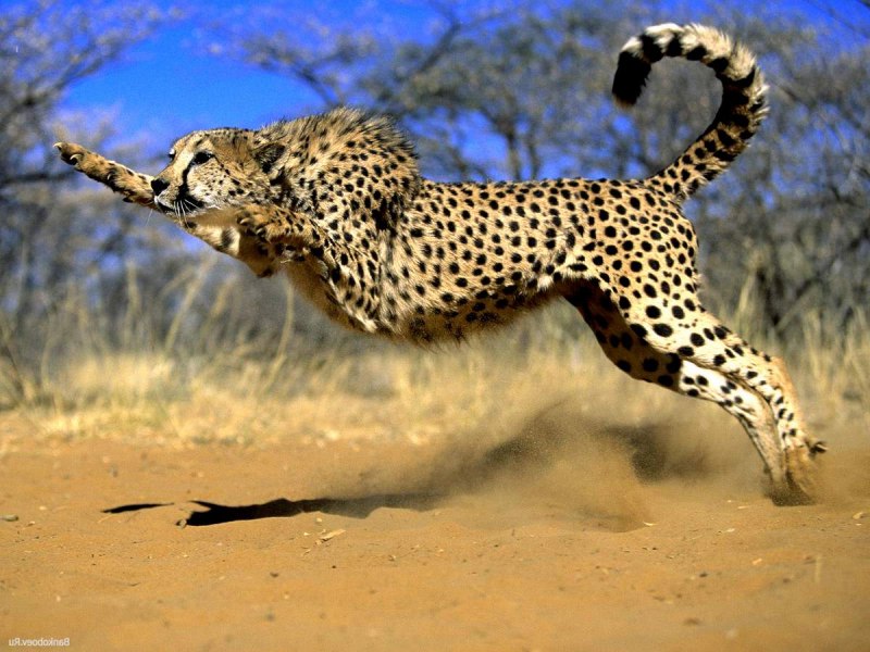 Пума и гепард