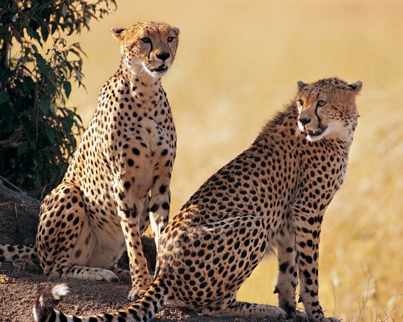 Семейство кошачьих гепард