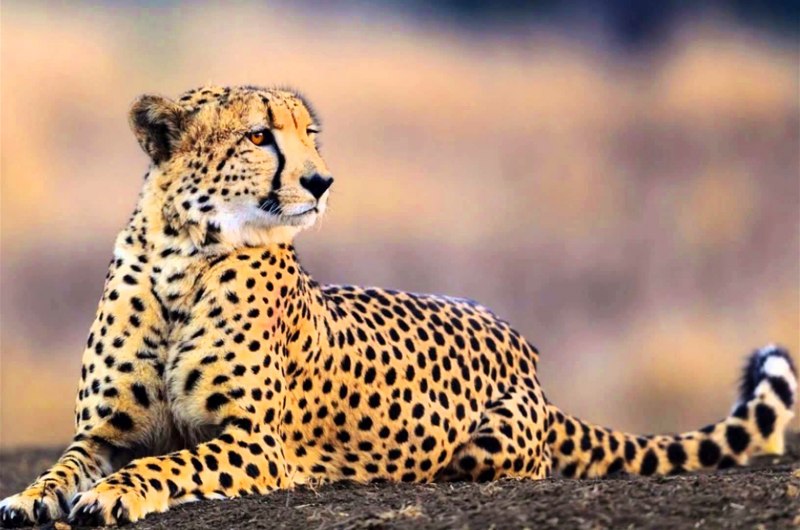 Гепард самое быстрое животное