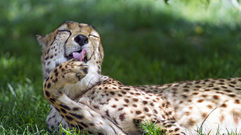 Домашний гепард