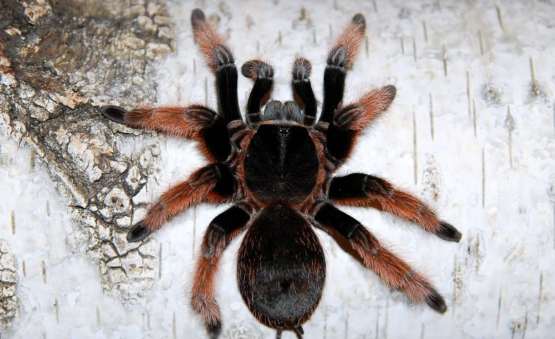 Паук Nephila pilipes