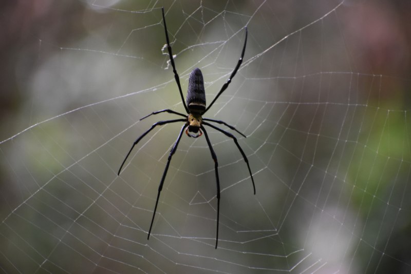 Паук Nephila pilipes