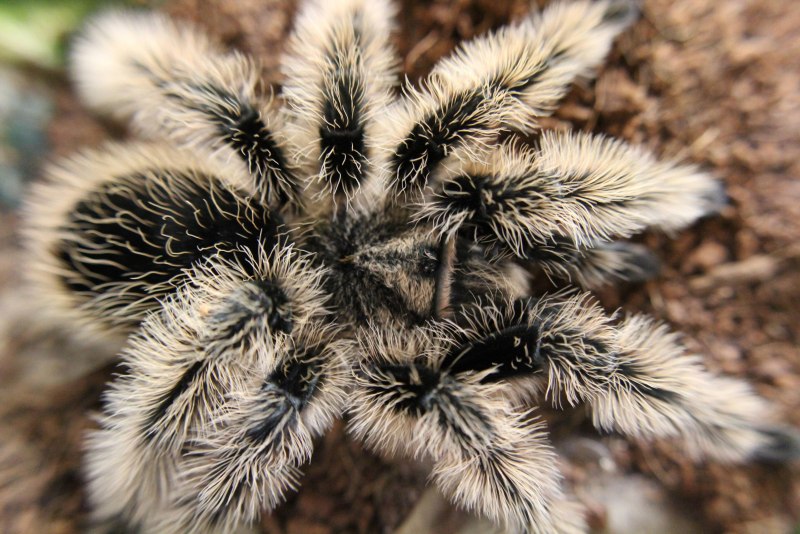 Тарантул Игорь Рикардо