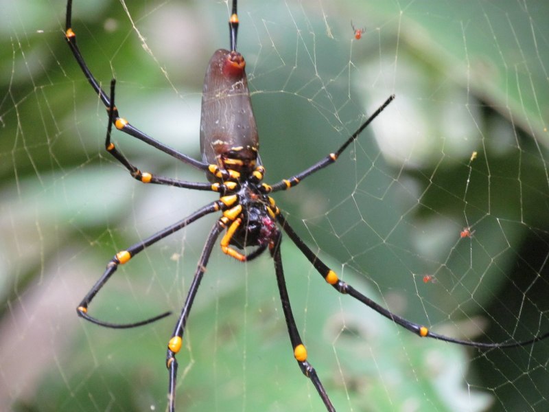 Паук филодромид