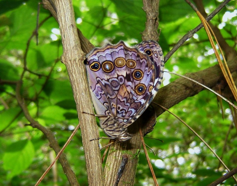 Huge bald faced Hornet