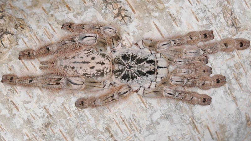 Паук-птицеед Heteroscodra maculata