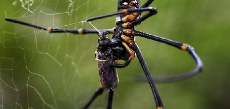 Tailless Whip Scorpion