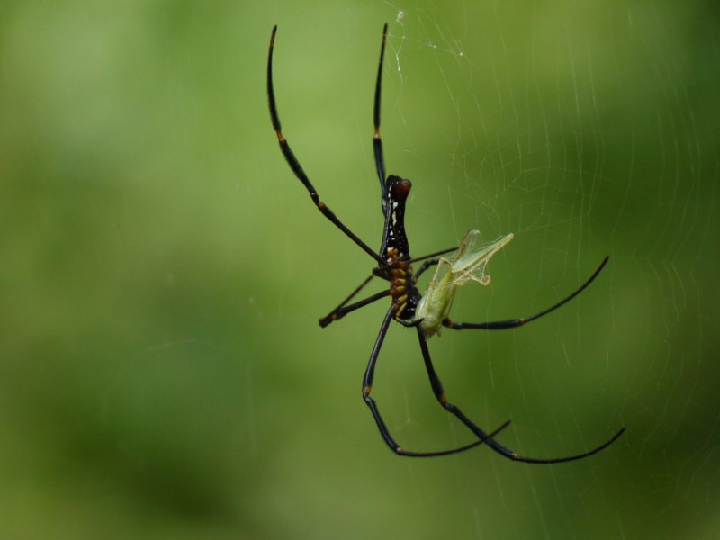Nephila maculata