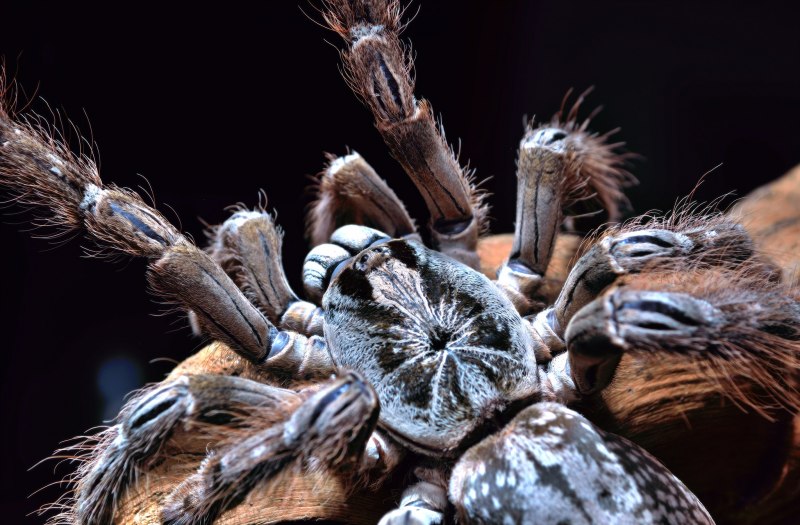 Паук-птицеед Heteroscodra maculata