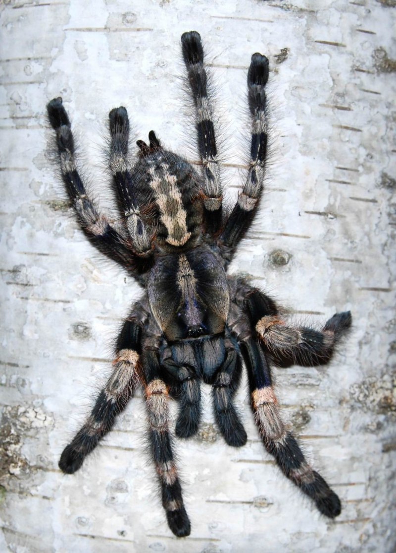 Паук Брахипельма клааси