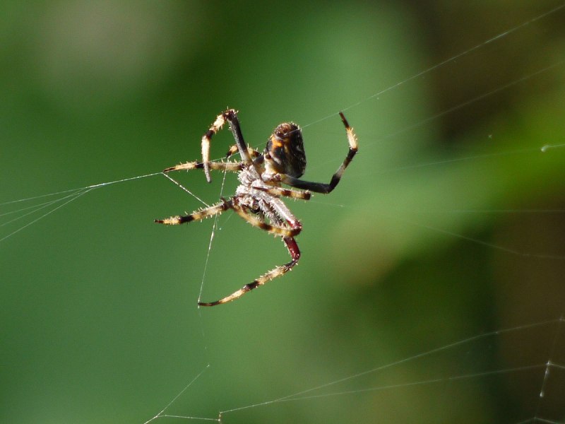 Nephila pilipes, ранее n.maculata