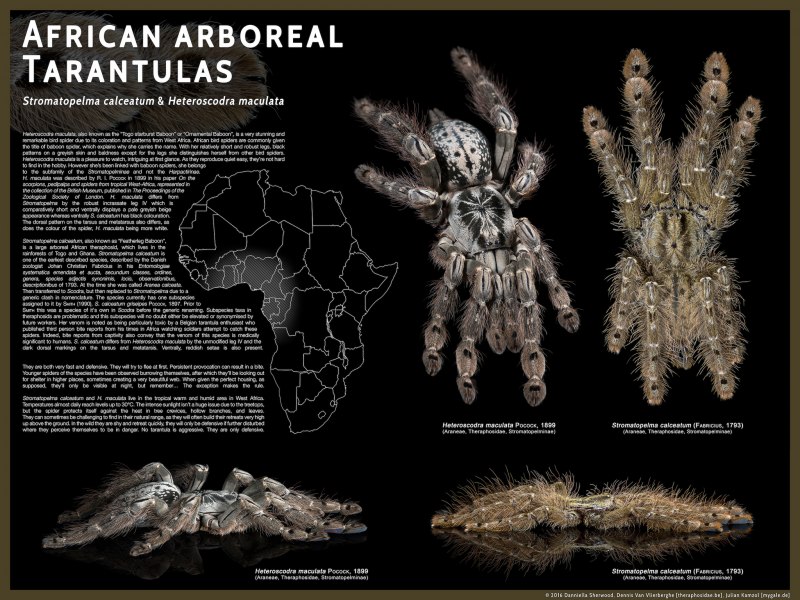 Araneus diadematus - крестовик