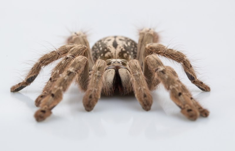 Паук-птицеед Heteroscodra maculata