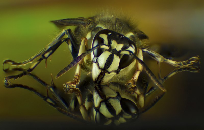 Паукообразные хищники