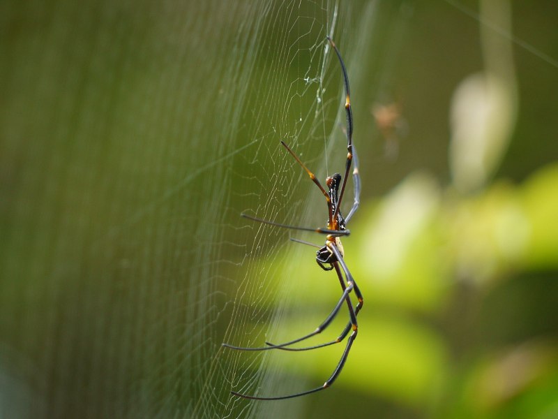 Мегафобема робустум