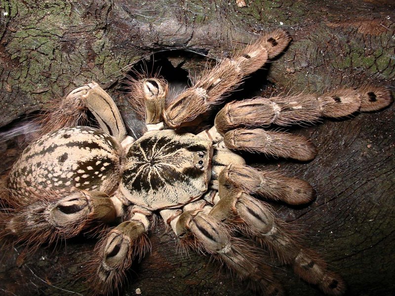 Макулята птицеед