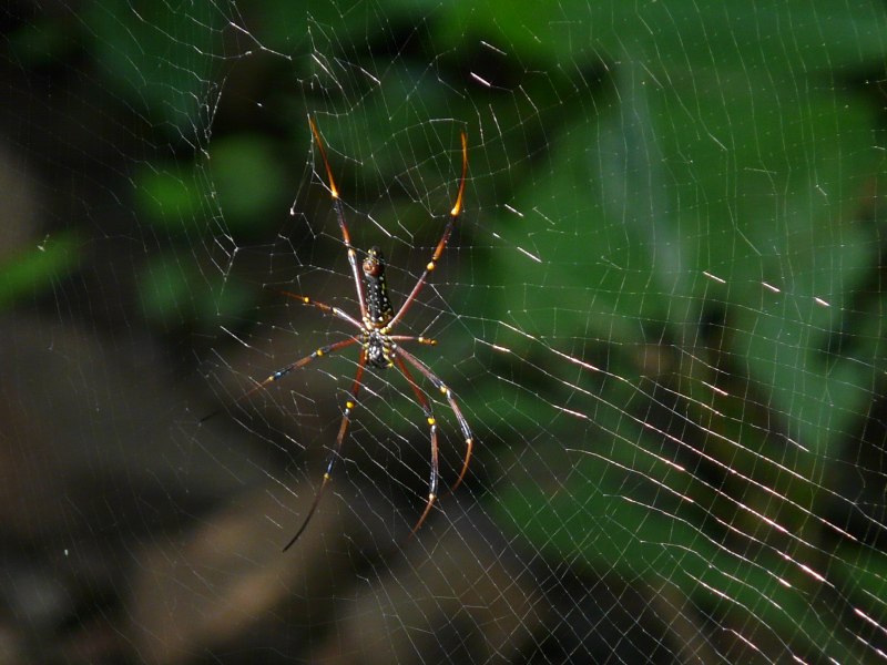 Heteroscodra maculata самец