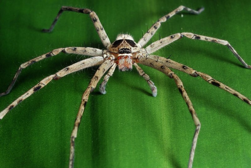 Паук Оса паук Аргиопа Брюнниха