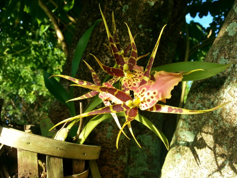 Гигантские пауки убийцы