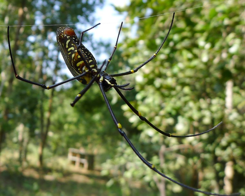 Лампропельма Борнео Блэк