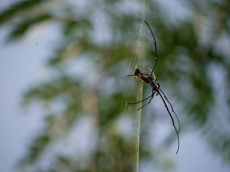 Банановый паук золотопряд