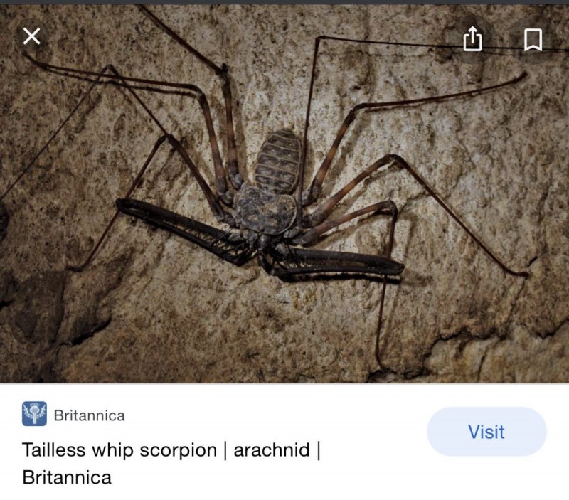 Паук симиларлу