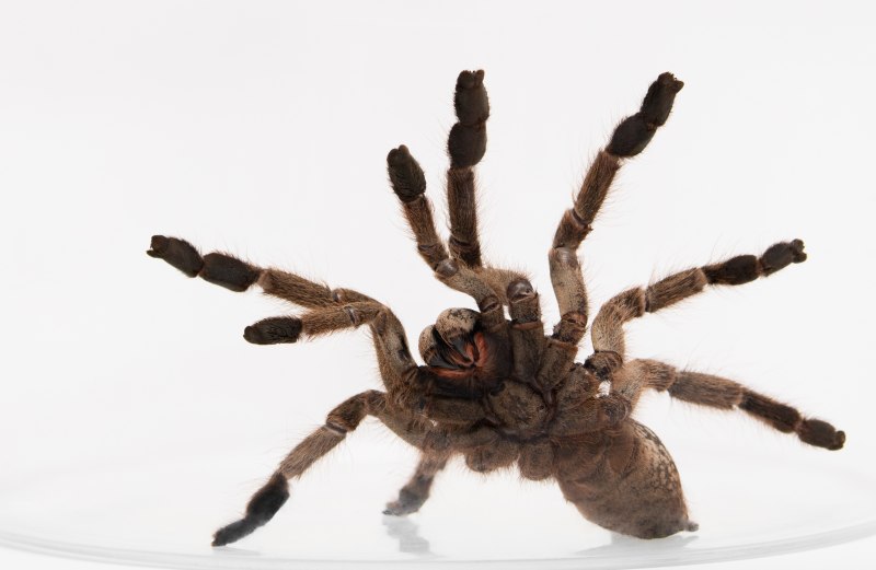 Nephila maculata паук