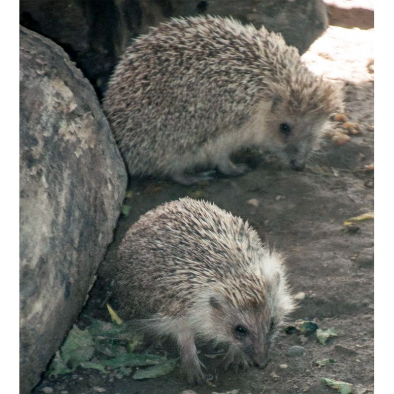 Южнокитайский еж