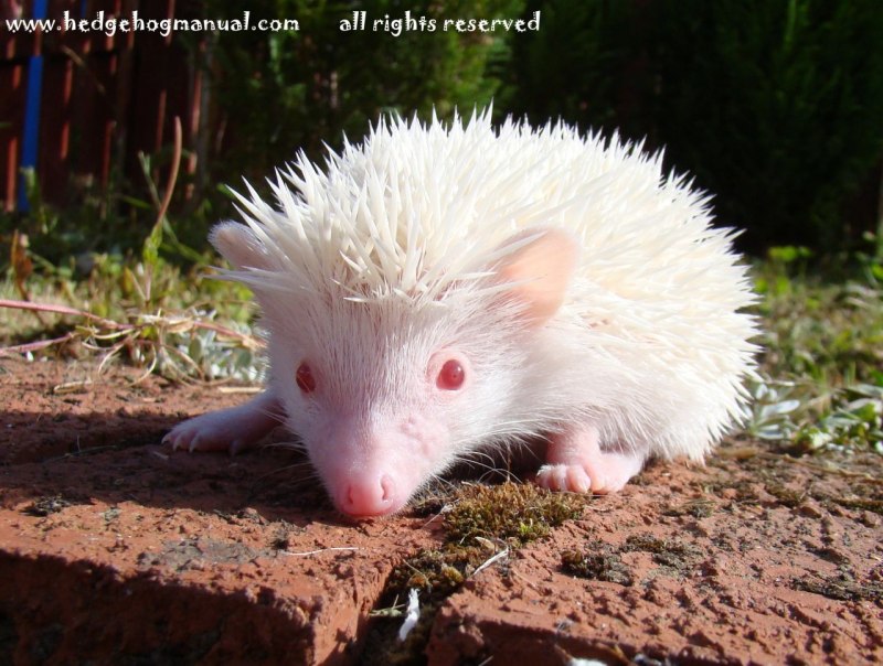 Европейский белобрюхий еж