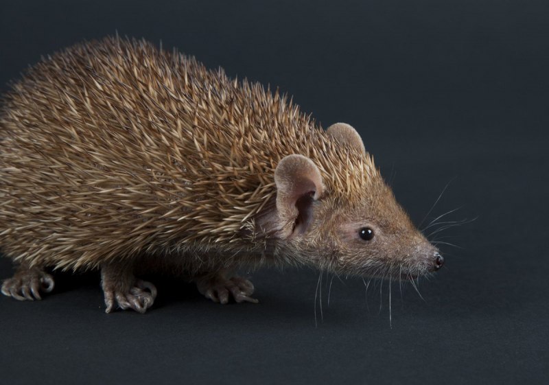 Ежик из глины