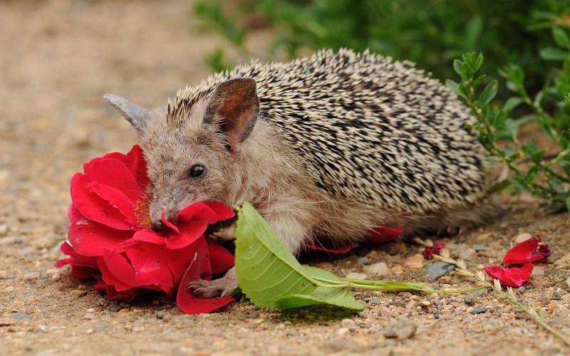 Африканский еж альбинос