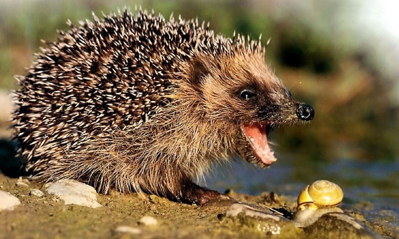 Ежовые Насекомоядные