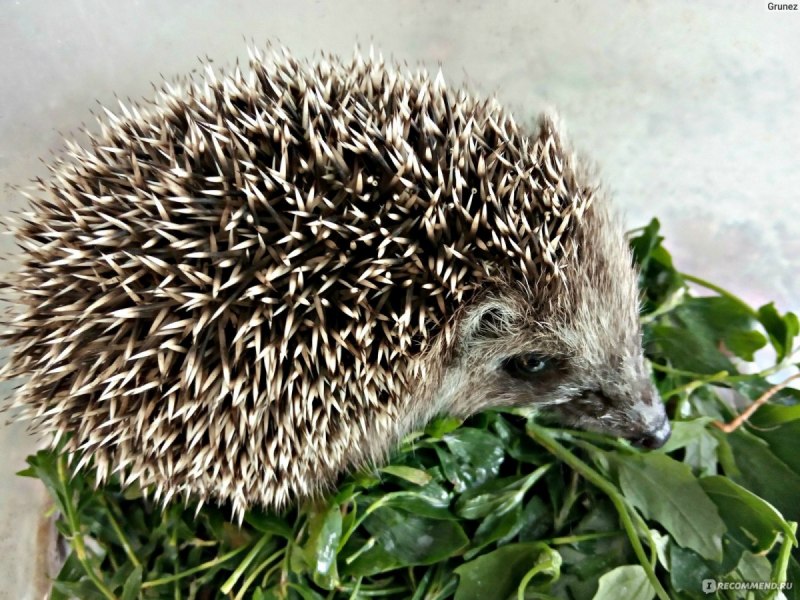 Китайский ёж