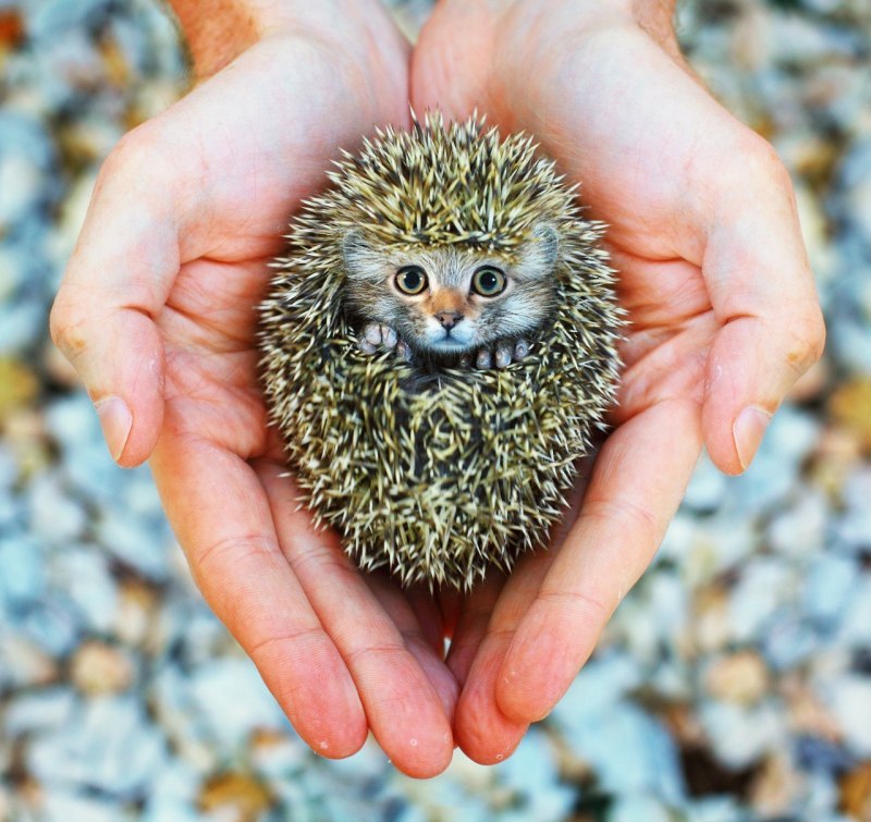 Дикобраз тату