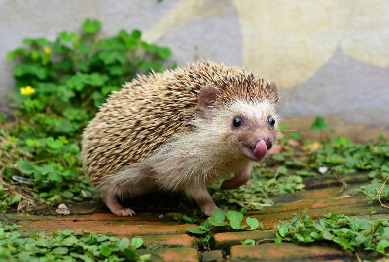 Длинноиглый ёж