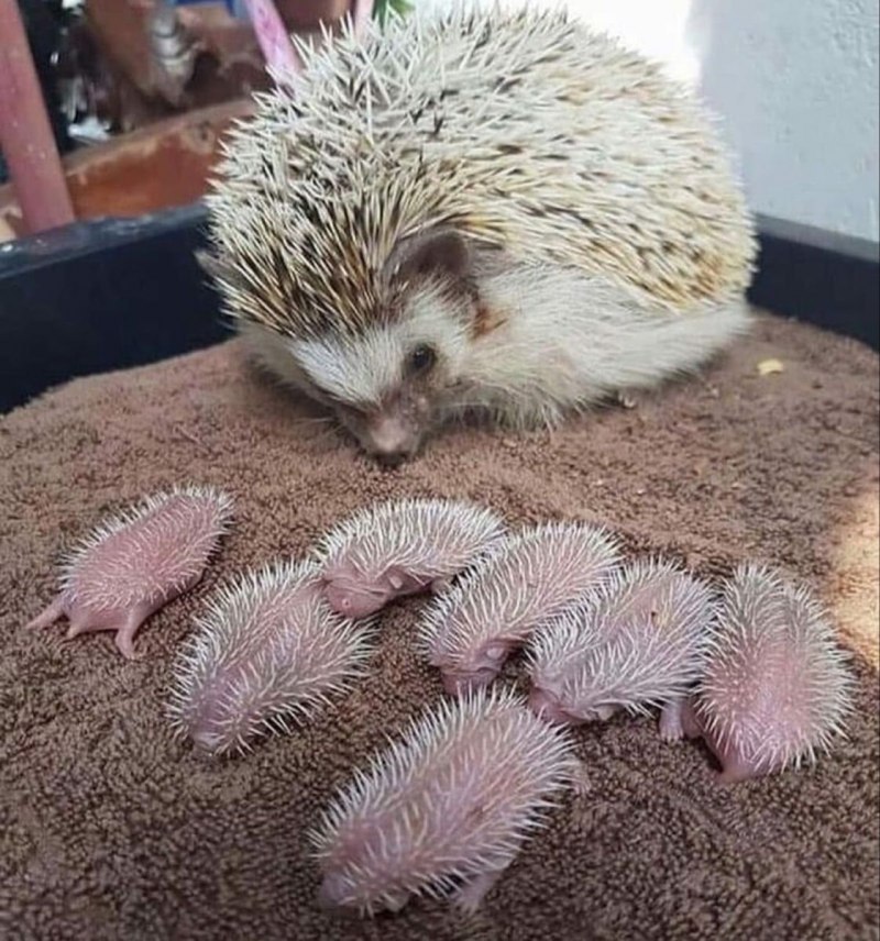 Даурский заповедник Даурский еж