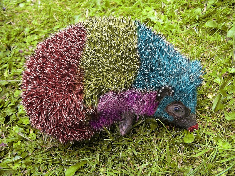 Ежик лапочка