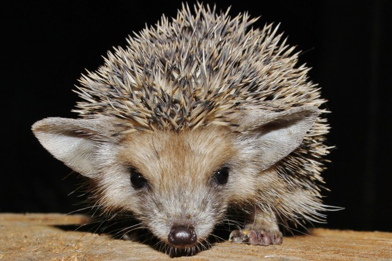 Орангутановый еж