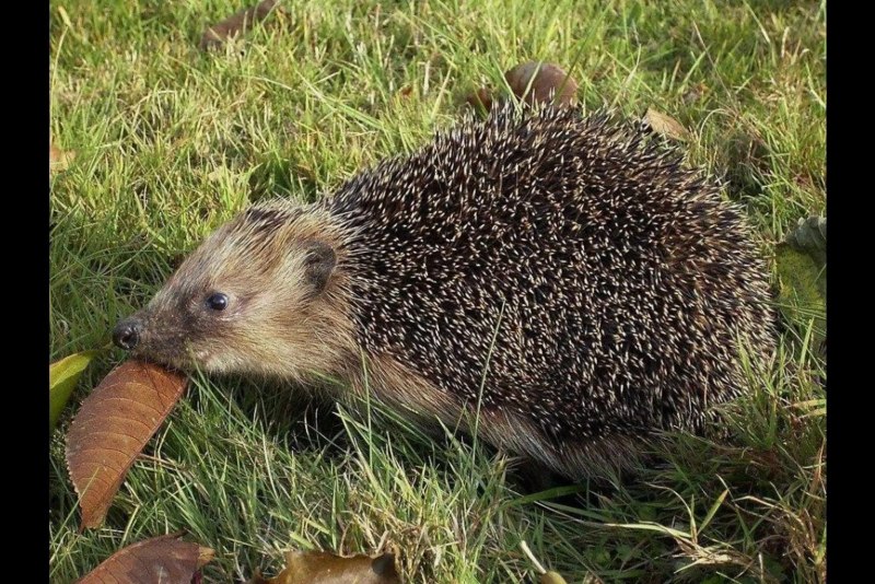 Ёж белогрудый (Erinaceus concolor)