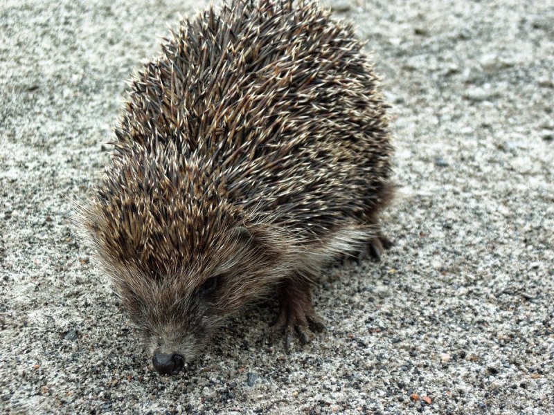 Чагрин еж