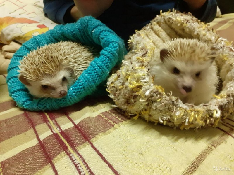 Дикобраз и еж