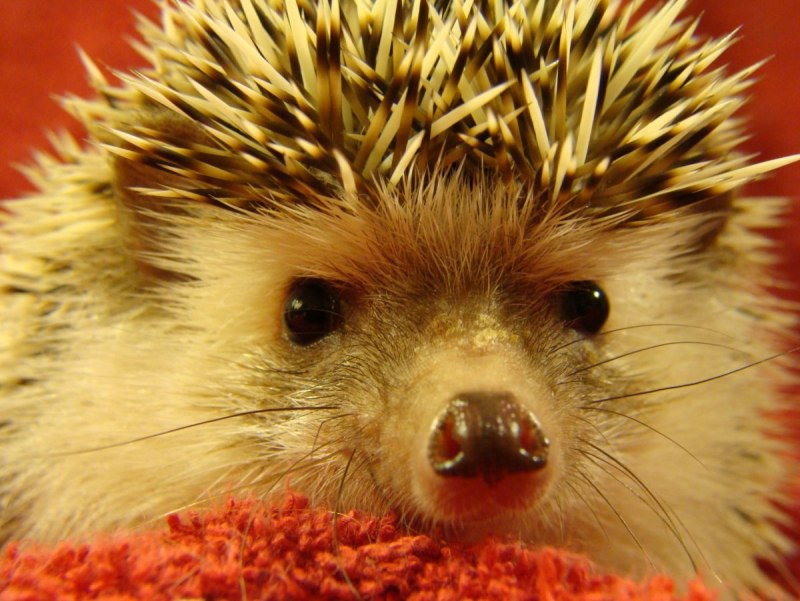 Китайский ёж