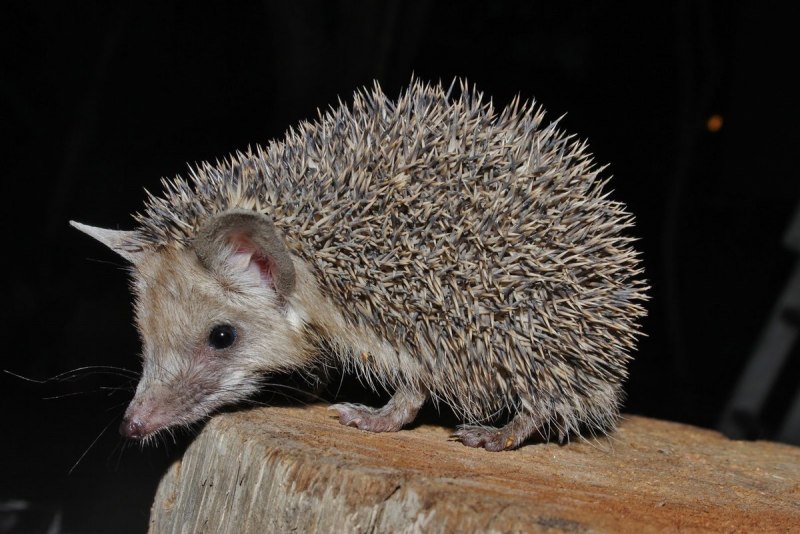 Авганистанский ёж