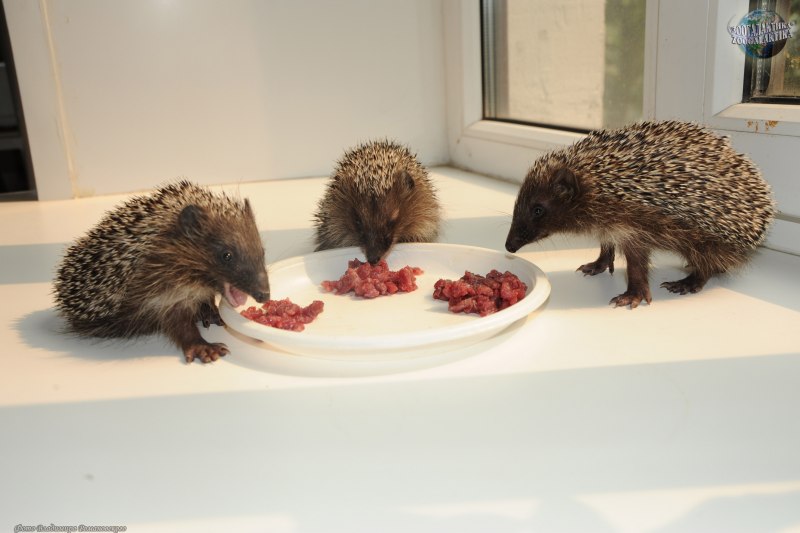 Ежик разводит руками