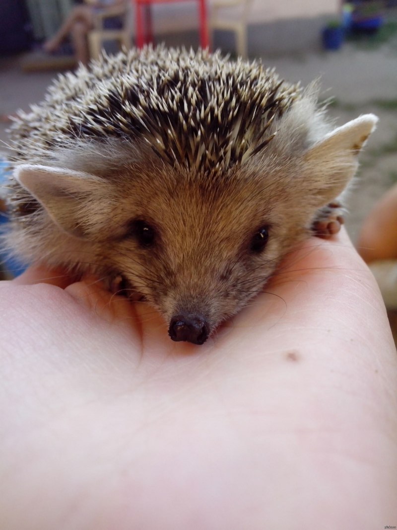 Хмурый Ежик