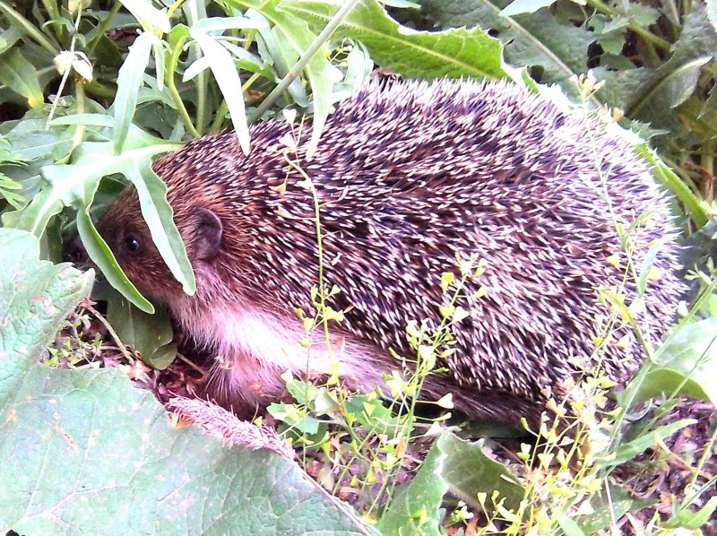 Амурский еж